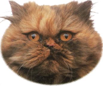 Persiano squama di tartaruga