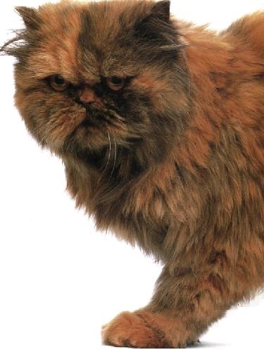 Persiano squama di tartaruga