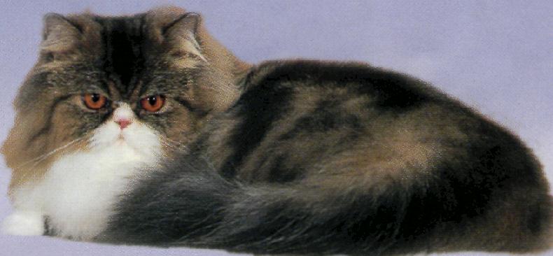 Gatti a pelo lungo senza pedigree