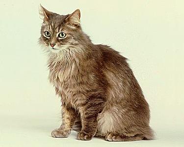 Gatti a pelo lungo senza pedigree