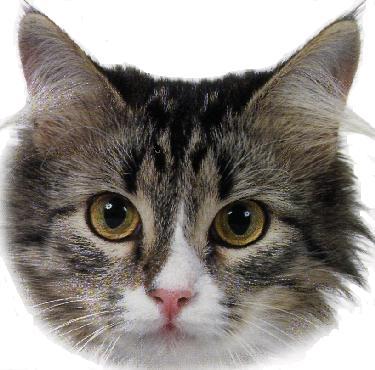 Siberiano