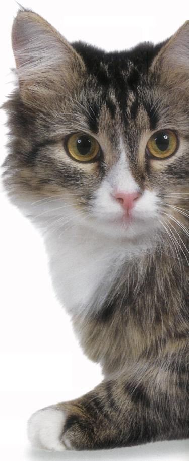 Siberiano