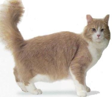 Siberiano