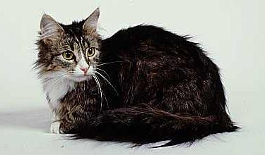Siberiano