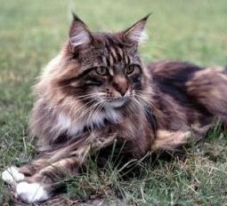 Ad ogni razza la sua personalità: Maine coon