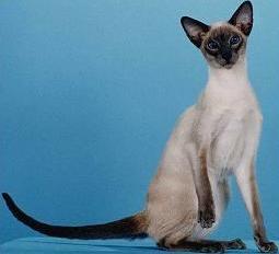 Ad ogni razza la sua personalità: Siamese