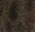 Ocicat