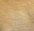 Tonkinese