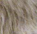 Persiano pewter