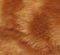 Europeo rosso tabby