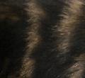 Maine coon