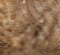 Cornish rex