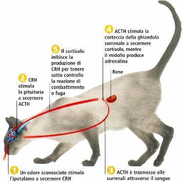 Cervello ed endocrine