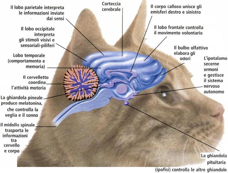 Cervello ed endocrine