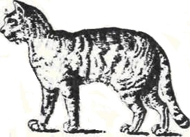 In che modo fa le fusa il gatto?