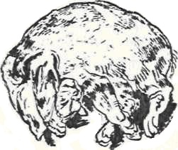 In che modo fa le fusa il gatto?
