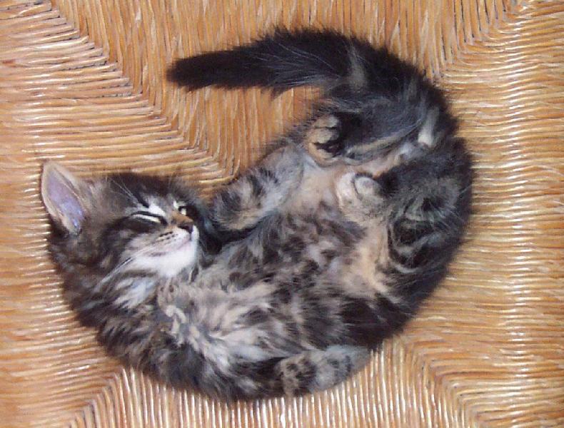Anatomia del gatto