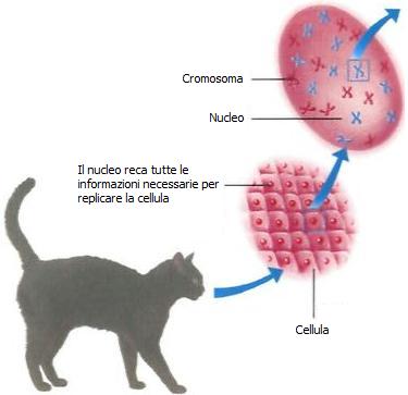 Genetica felina