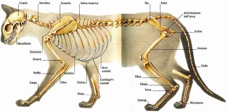 Ossa e articolazioni