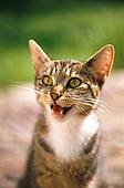 Quanti suoni può emettere un gatto?