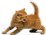Quanti suoni può emettere un gatto?