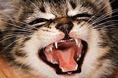 Quanti suoni può emettere un gatto?