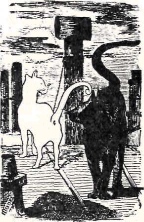 Quanti suoni può emettere un gatto?