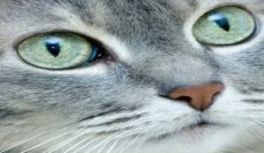 I gatti vedono i colori?
