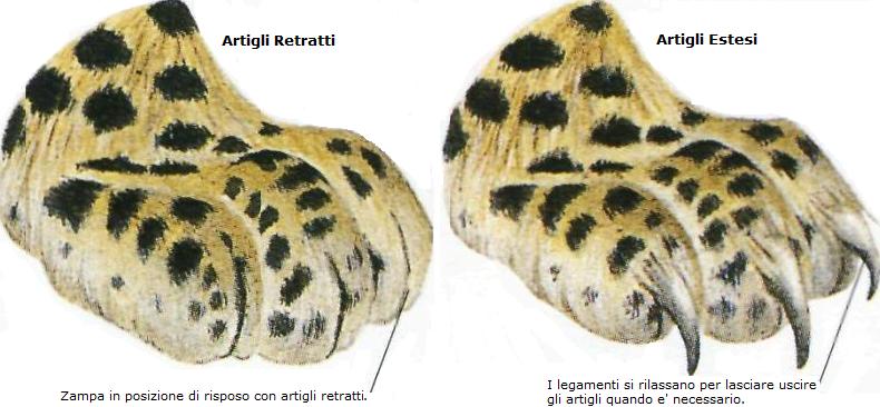 Zampe e artigli