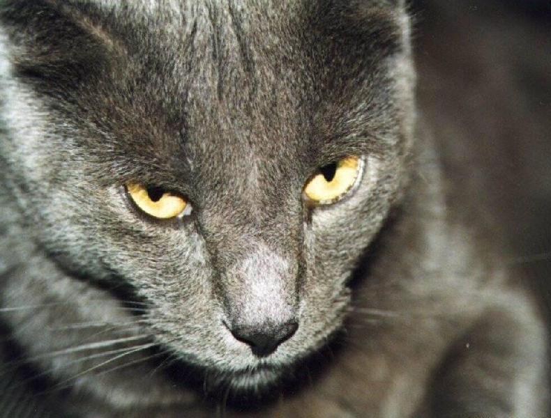 Salute del gatto