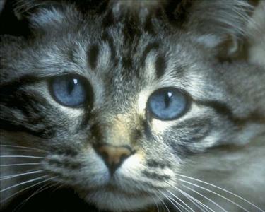 Si può prendere l'Aids da un gatto?