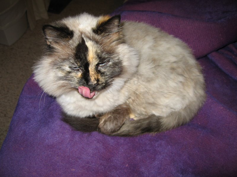 Malattie del gatto