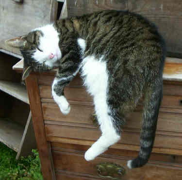 I disturbi del gatto anziano dalla A alla Z