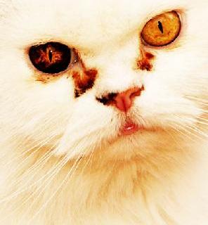 Verifica la salute del gatto