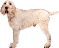 Cani e Gatti