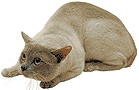 Cani e Gatti