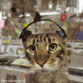 Foto di gatti che ascoltano la musica