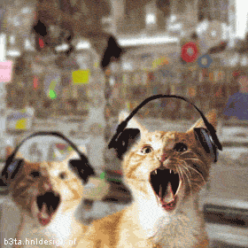 Foto di gatti che ascoltano la musica