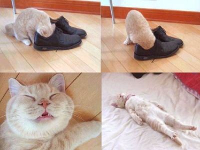 Gatto anestetizzato!