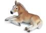 Puledro haflinger sdraiato