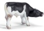 Vitello holstein in allattamento