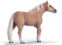 Stallone palomino