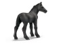 Puledro percheron