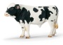 Toro holstein