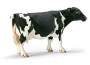 Mucca holstein