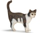 Gatto in piedi