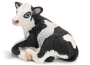 Vitello holstein sdraiato