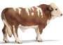 Toro pezzato rosso