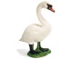 Cigno reale femmina