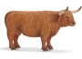 Mucca highlander scozzese